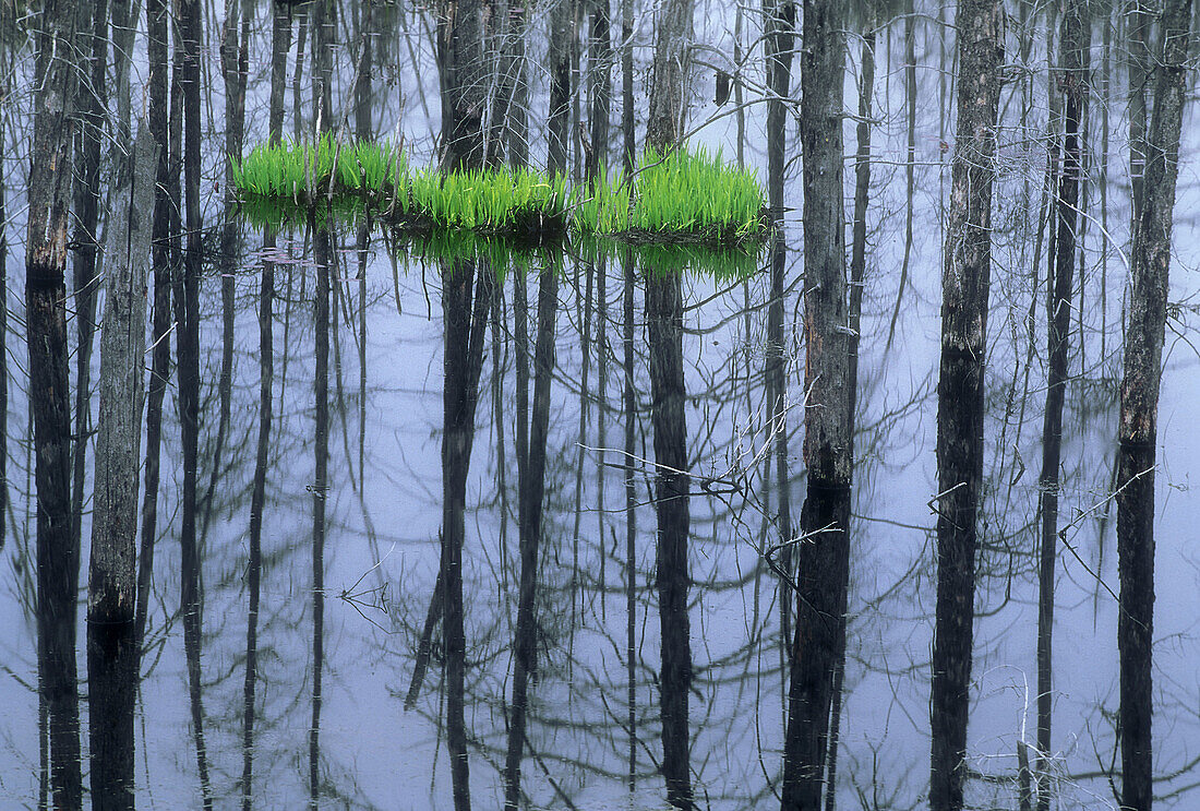 Patch of emerging irises in beaver pond with dead tree reflections. Espanola. Ontario. Canada.