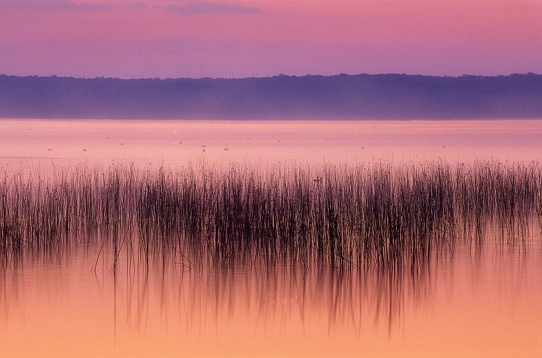 Lake Mindemoya with reed bed before sunrise. Manitoulin Island, Mindemoya. Ontario. Canada.