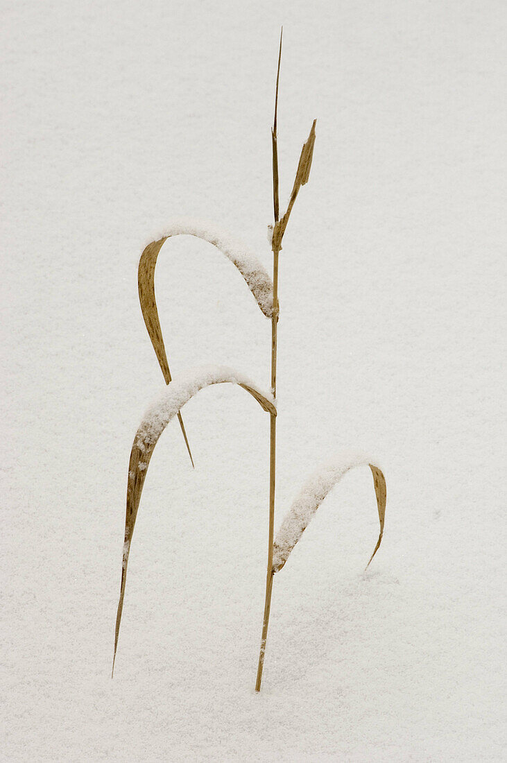 Winter grasses. Fresh snow on dead grass leaves. Lively, Ontario