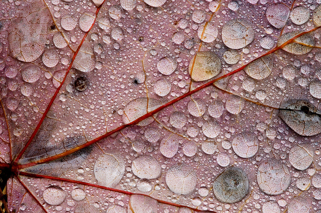 Red maple (Acer rubra). Autumn leaf on forest floor with rain drops. Sudbury, Ontario