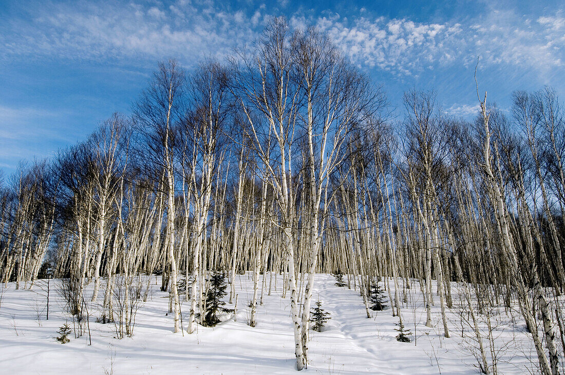 Birch woodlot. Sudbury, Ontario, Canada 