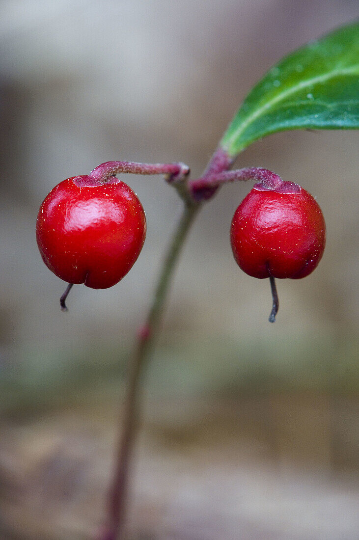 Wintergreen, (Gaultheria procumbens). Berries