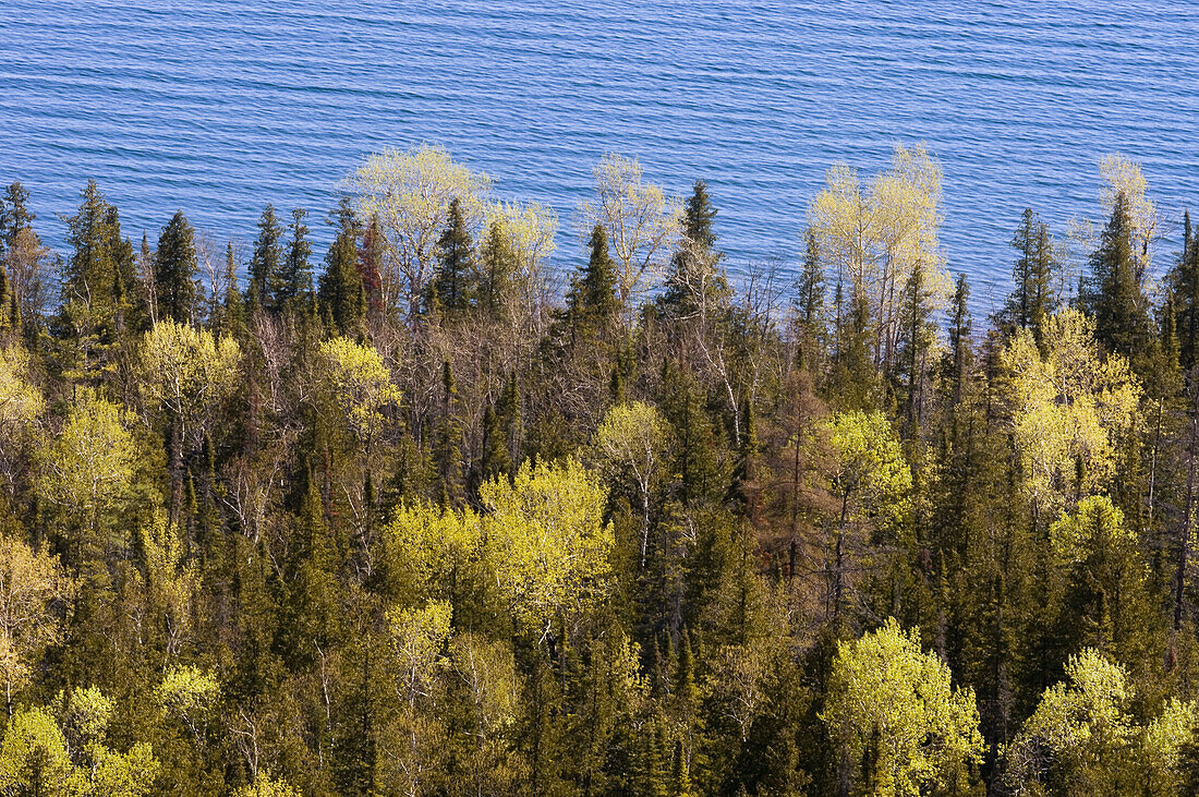 Emerging spring foliage in trees overlooking North Channel. Manitoulin Island, Ontario, Canada 