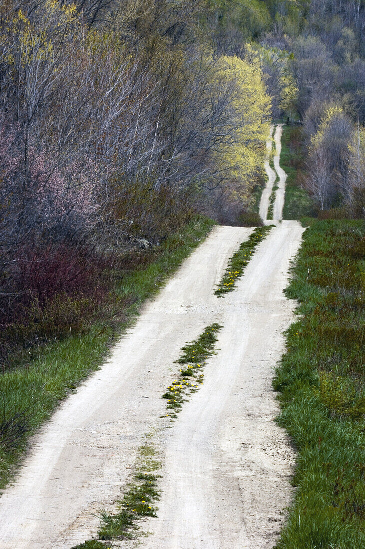 Country road with dandelions. Manitoulin Is., Ontario, Canada 