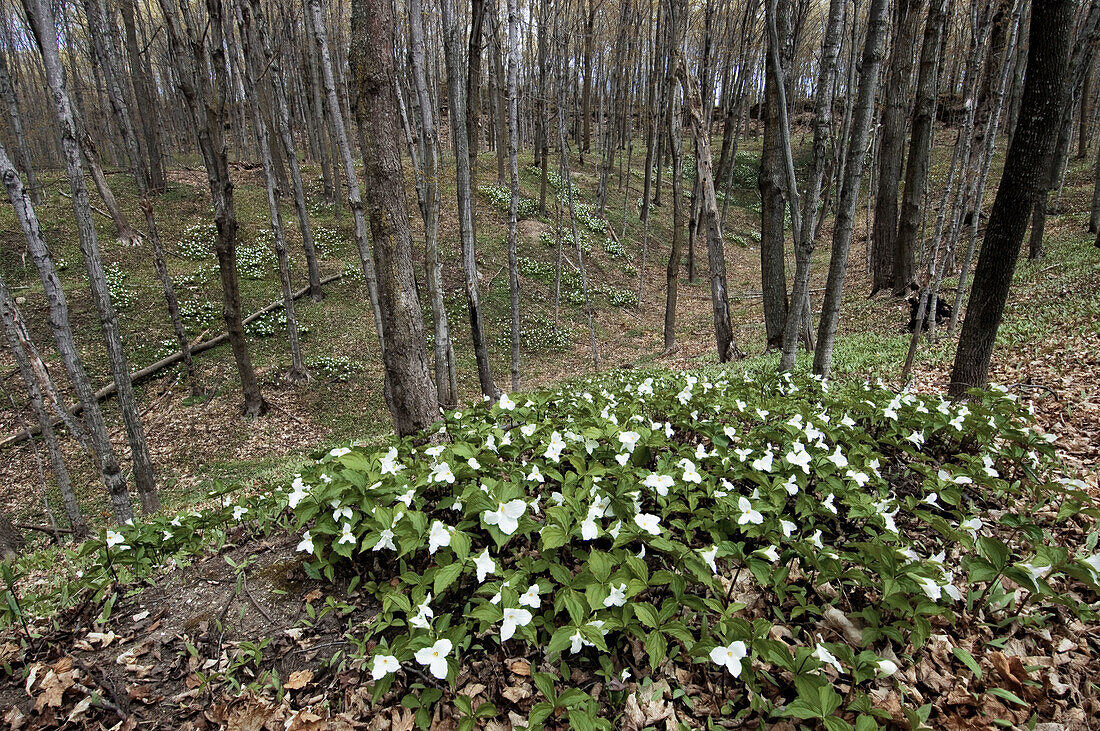Trilliums in beech-maple woodlot in spring. M Chigeeng First Nation, Manitoulin Is., Ontario, Canada 