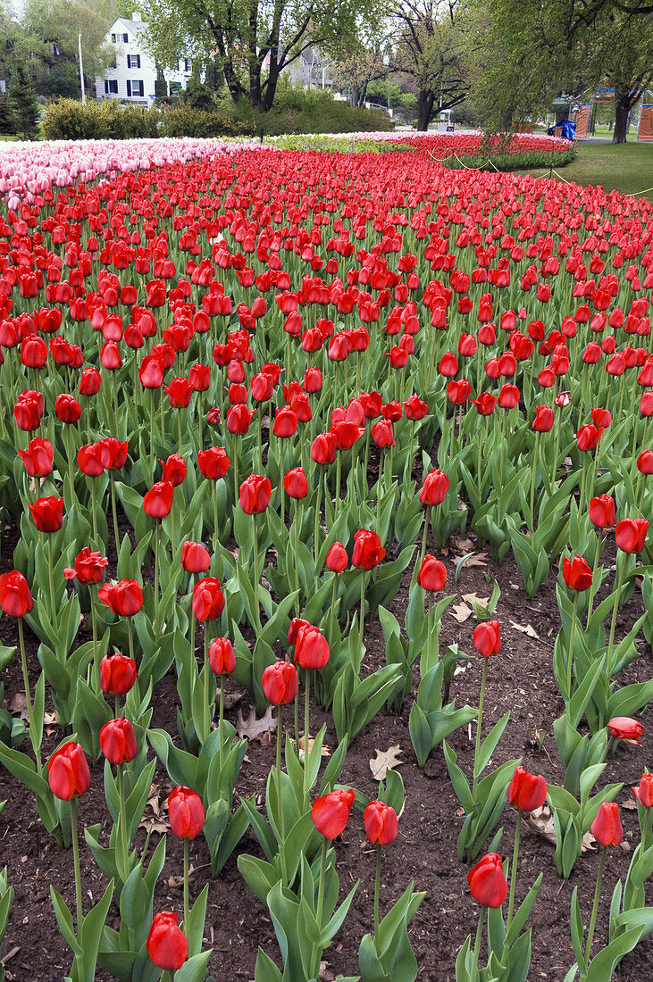 Tulip beds in Commissioner s Park near Dow s Lake. Ottawa, Ontario, Canada 