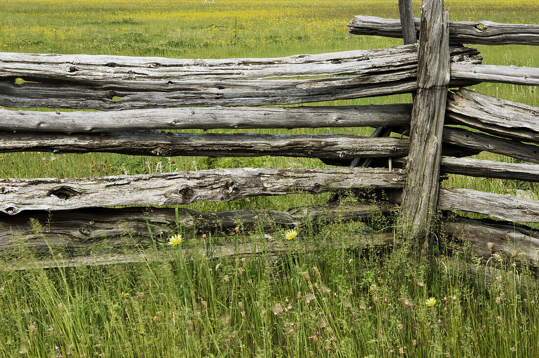 Cedar split-rail fence with yellow salsify. Manitoulin Is., Ontario, Canada 