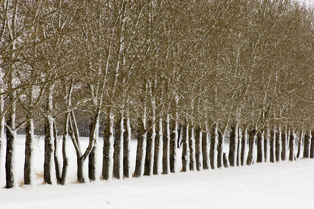 Snow plastered shelter belt line of trees. Drumheller, East Coulee, Alberta, Canada 