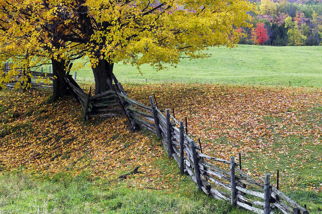 Cedar split-rail fenceline. Manitoulin Is., Ontario, Canada 