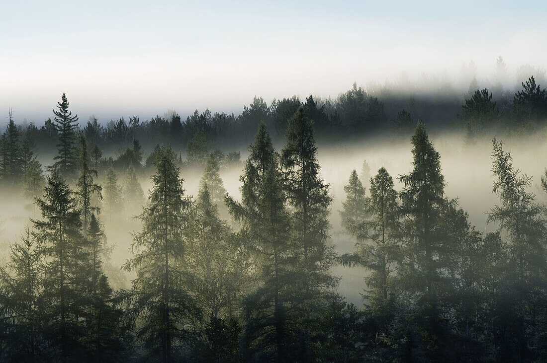 Pines and spruces in morning mist. Lively, Ontario, Canada 