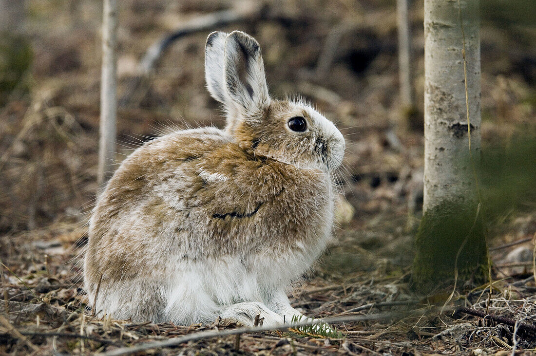 Varying hare, (Lepus americanus). Transitional pelage
