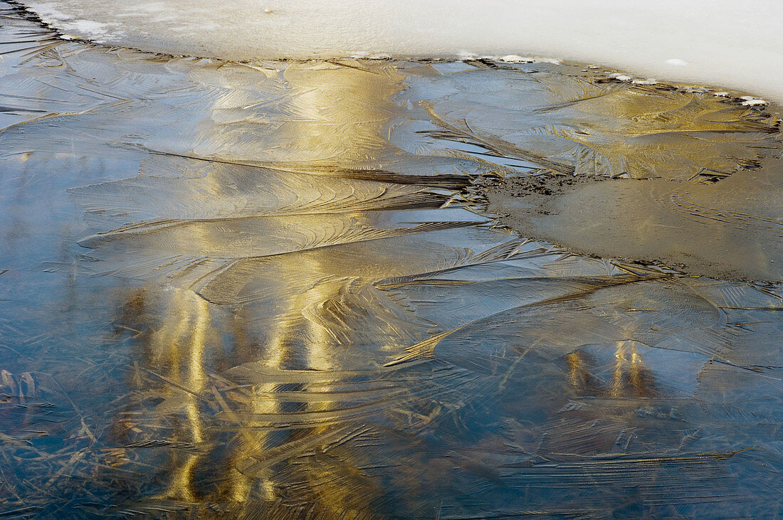 Distorted birch tree reflections in pond ice