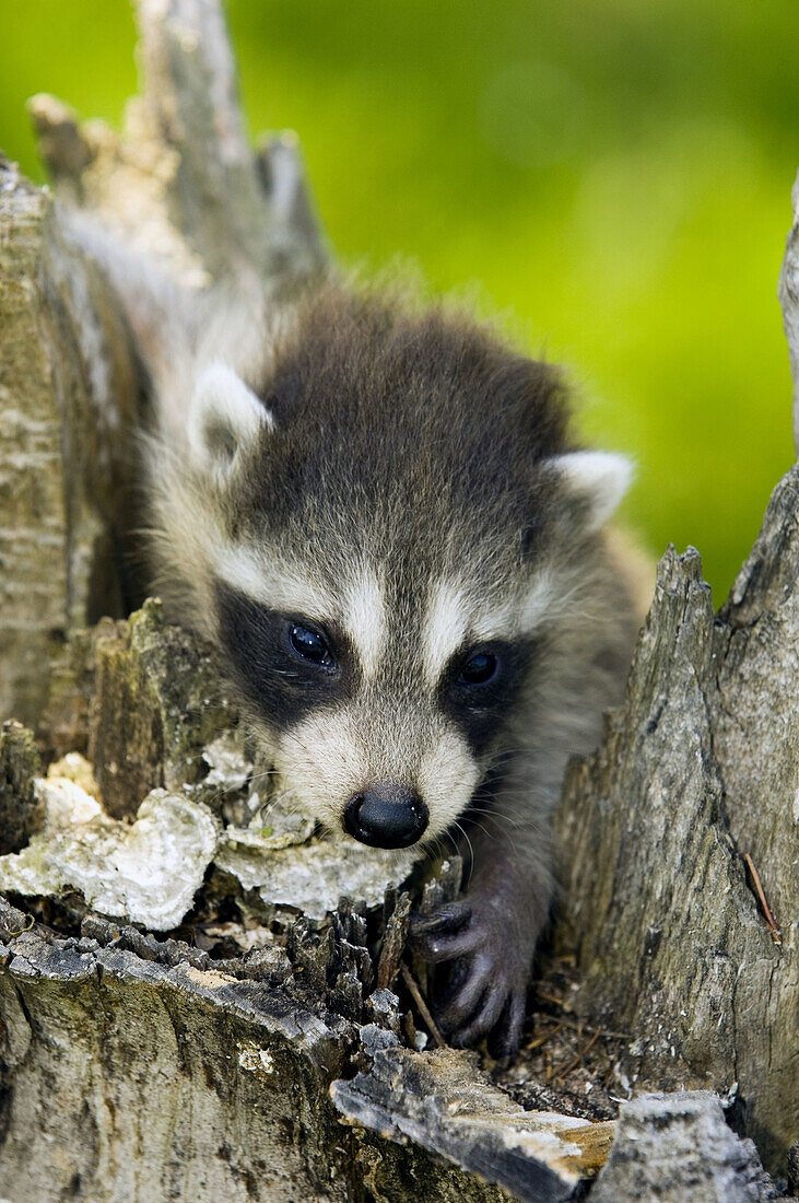 Raccoon, (Procyon lotor). Babies on tree stump