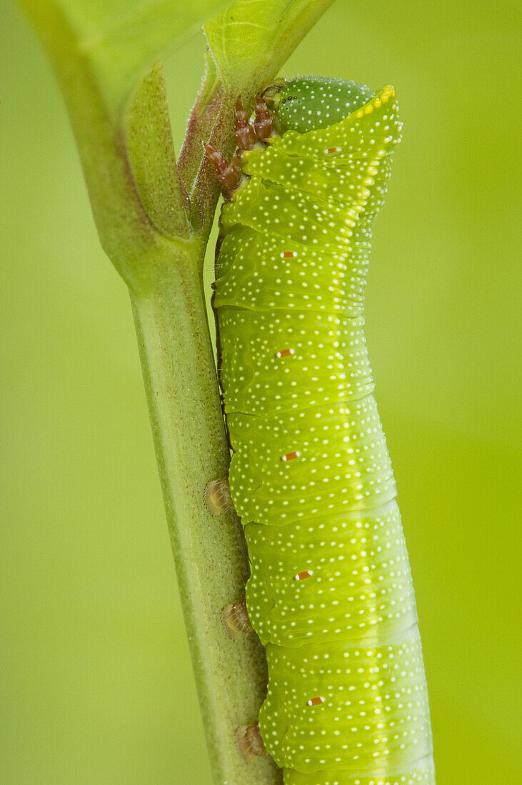 Hummingbird moth (Hemaris thysbe). Caterpillar resting on spreading dogbane petiole. Ontario