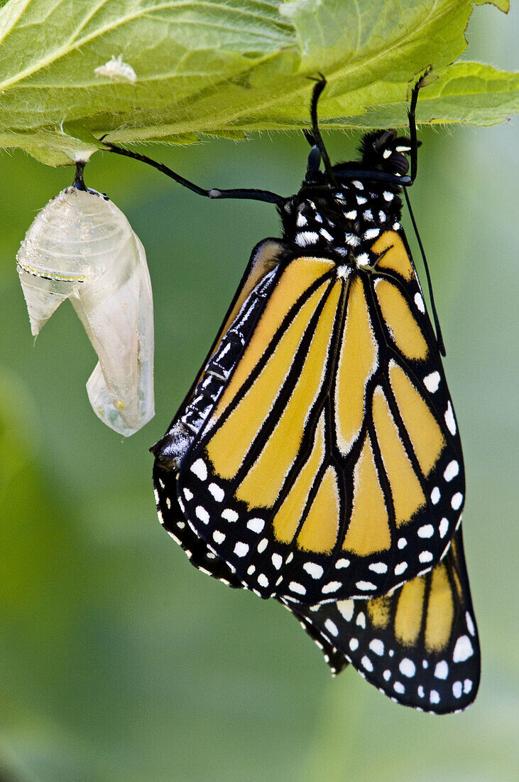 Monarch butterfly (Danaus plexippus). Emerged adult resting with empty chrysallis. Ontario