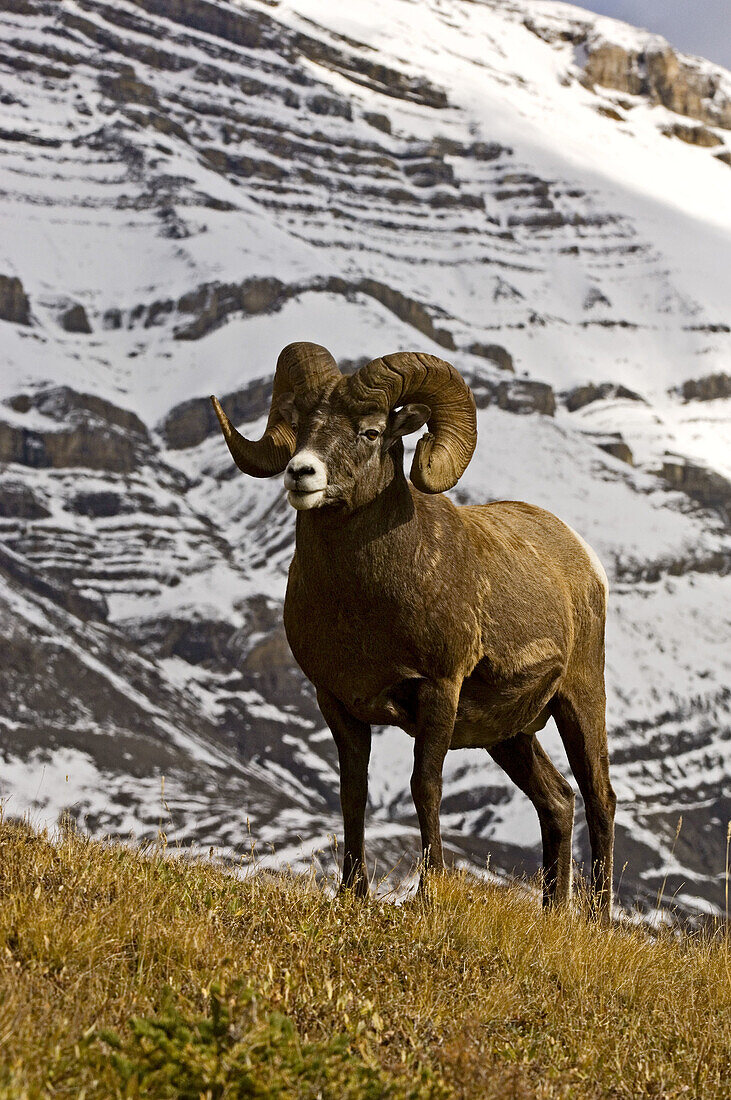 Bighorn sheep (Ovis canadensis). Full-curl ram. Banff National Park. Alberta