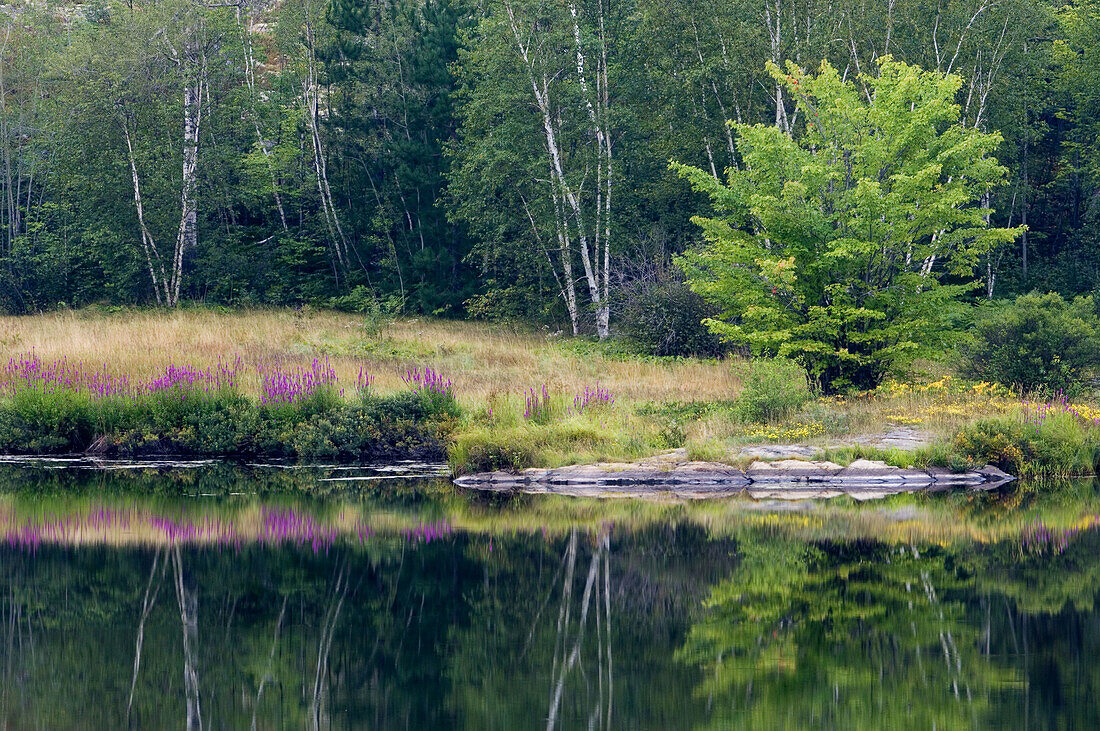 Maple tree and purple loosestrife infestation (Lythrum salicaria) in bay of Bass Lake. Walden. Ontario