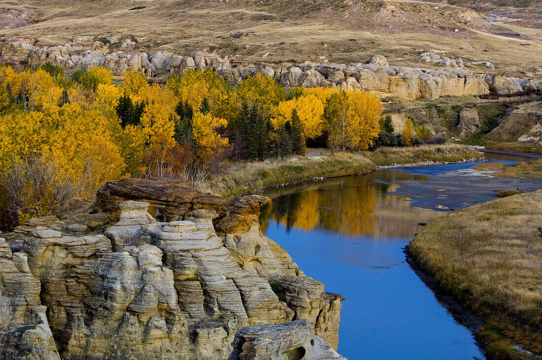 Sandstone hoodoos with fall cottonwoods in Milk River Valley. Writing On Stone Provincial Park. Alberta