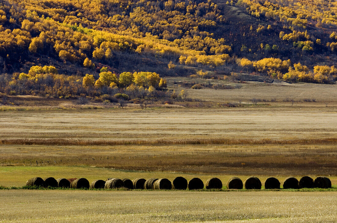Hay rolls in the Qu Appelle Valley agricultural scenic. Saskatchewan