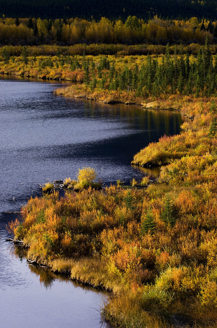 Fall colour in and around wetlands of Vermilion Lakes Ponds. Banff National Park. Alberta