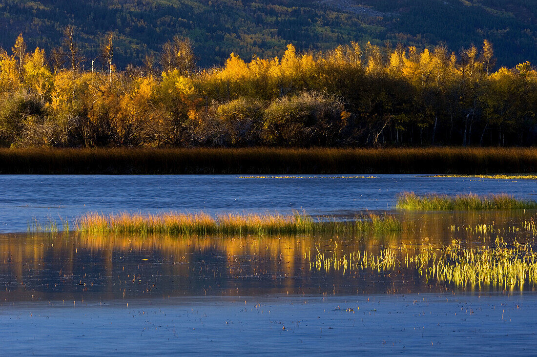 Sunrise at windswept Maskinonge ponds. Waterton National Park. Alberta