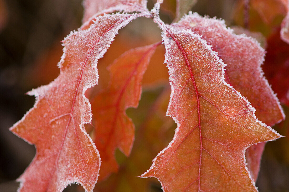 Northern red oak (Quercus rubra) Frosted autumn leaves