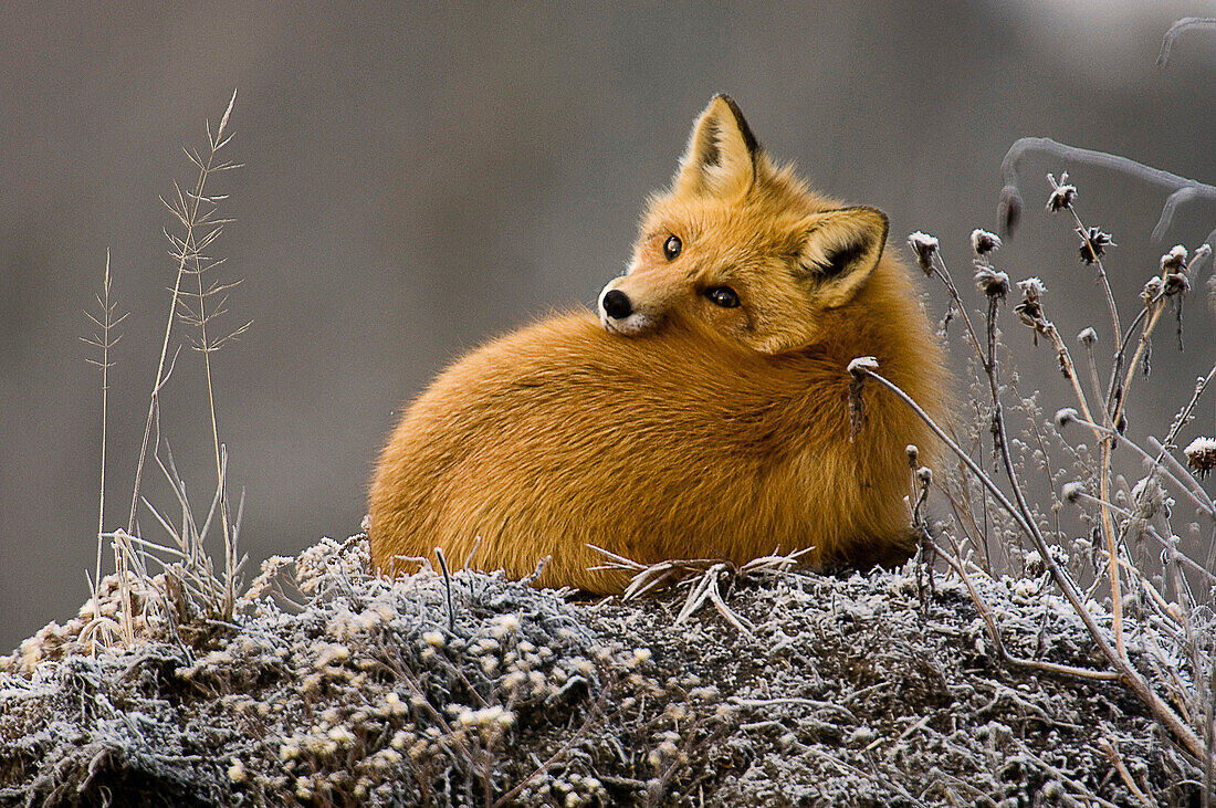 Red fox (Vulpes vulpes) resting on frosted mound of earth