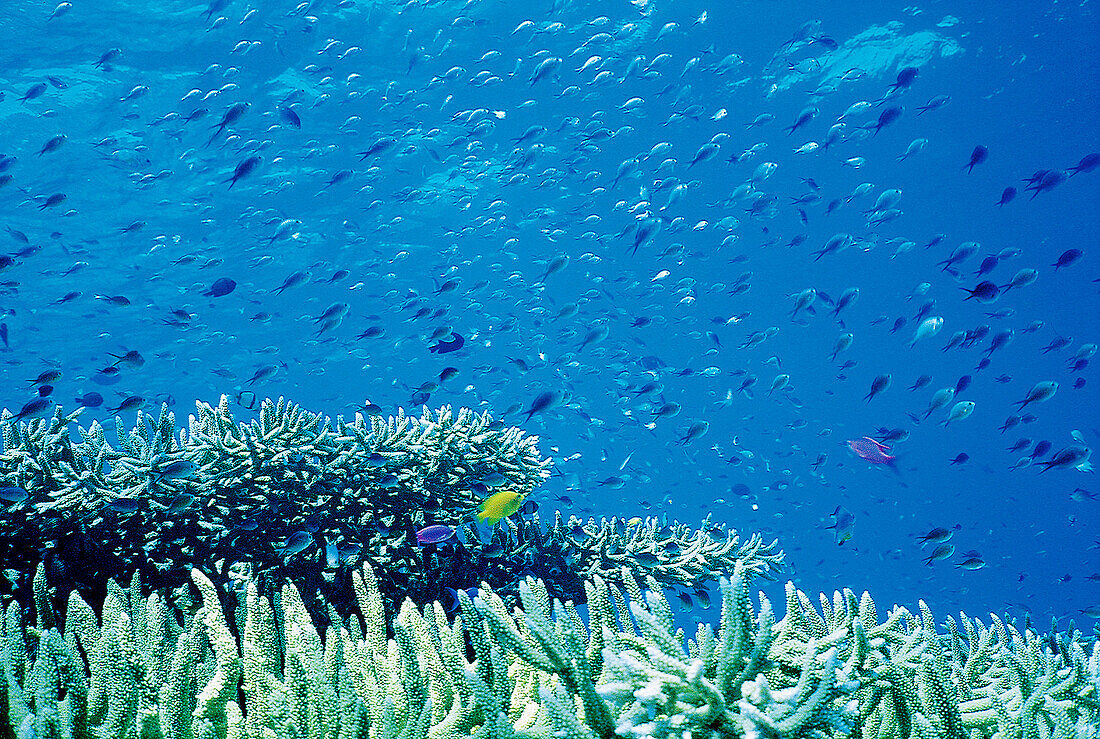 Damsel fish in Staghorn coral. Walindi. Papua New Guinea