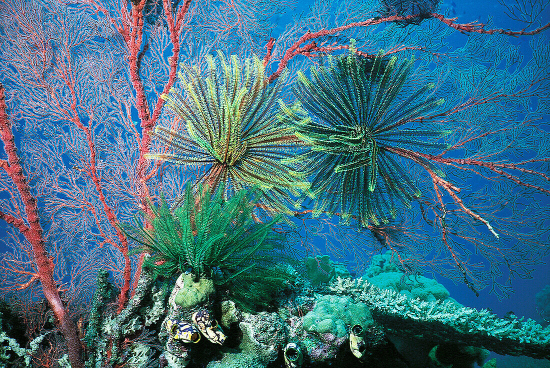 Gorgonian Sea Fan with Feather stars (Crinoids). Great Barrier Reef