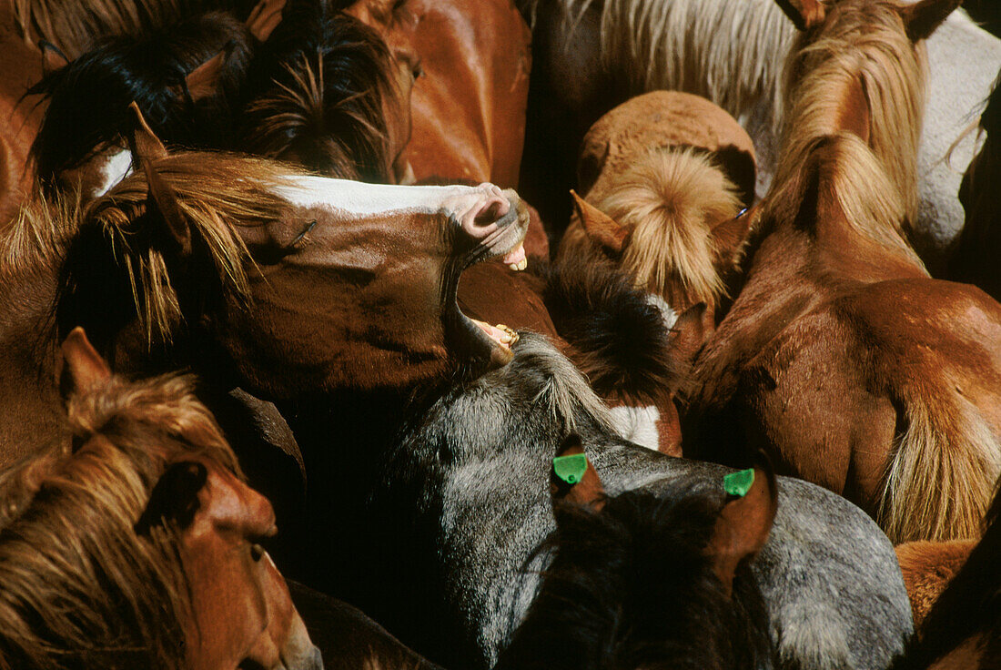 Rapa das bestas , local festival. Poio. Pontevedra province. Spain