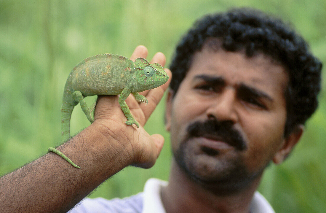 Chameleon on Malagasy man s hand. Republic of Madagascar. 