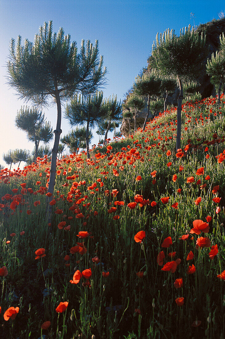 Poppy flowers. Frigiliana. Málaga province. Spain