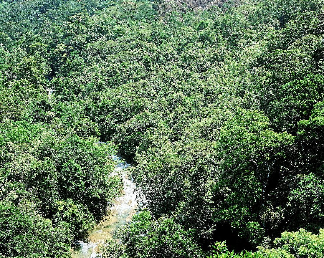 Tropical forest, aerial view. Guatemala