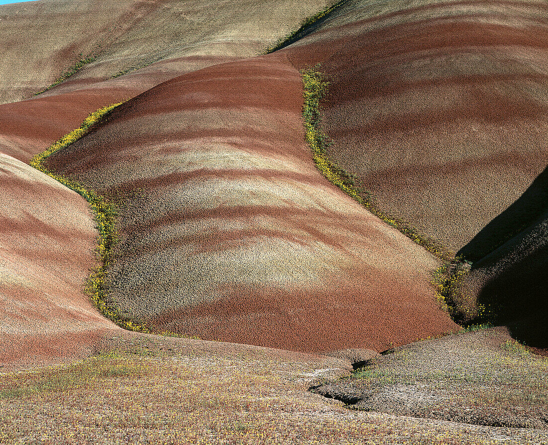 Yellow Chaenactis blooms in gullies of painted hills. Oregon. USA