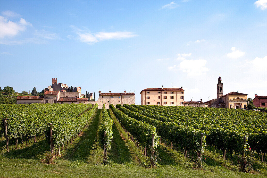 Weinberg, Weinreben mit Burg von Soave im Hintergrund, Venetien, Italien