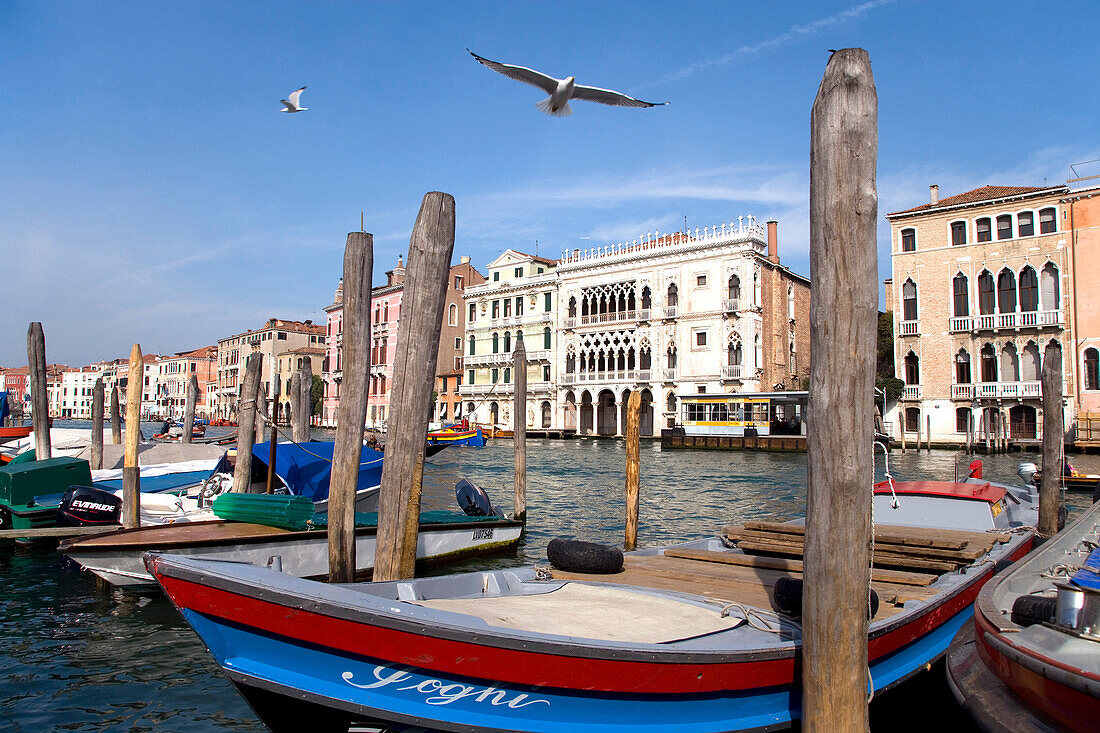 Ca d´Oro Palace, Venice, Veneto, Italy