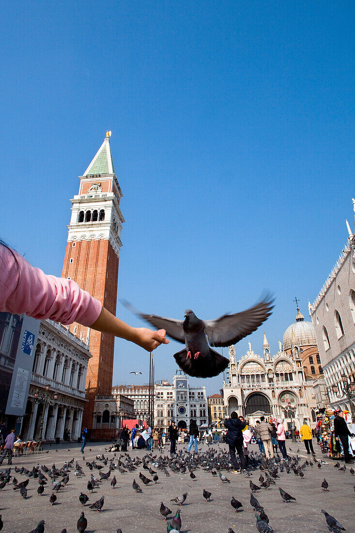 Person feeding doves on St. Markus Square, Venice, Veneto, Italy