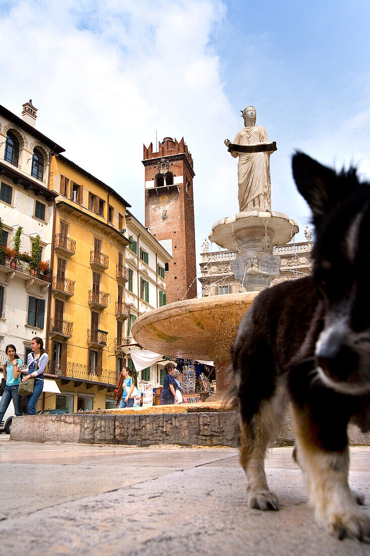 Dog on the market square, Piazza della Erbe, Verona, Veneto, Italy
