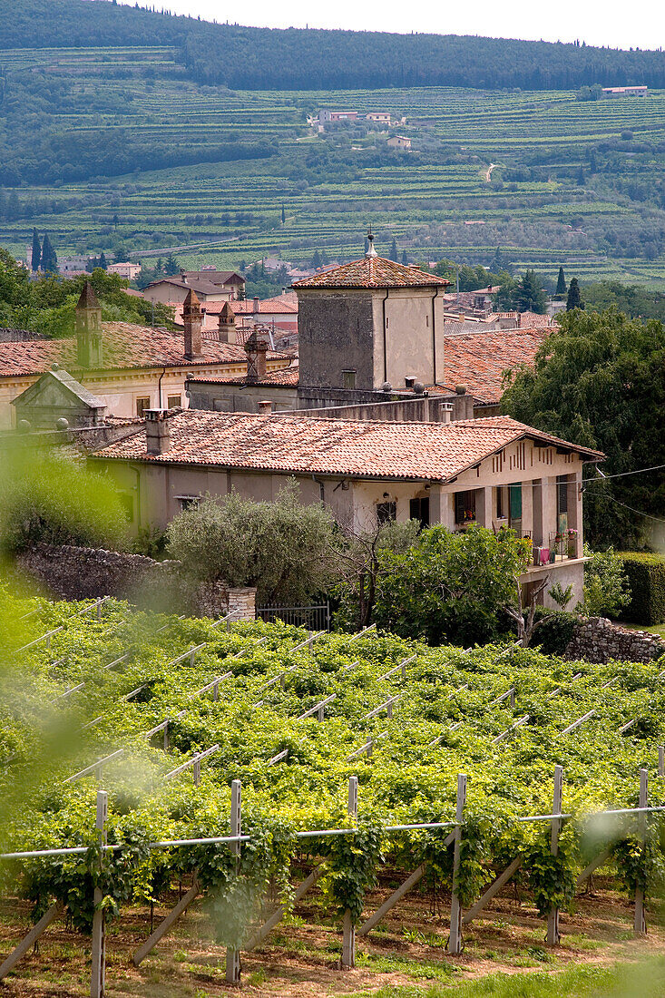 Weinberge, Fumane, Valpolicella, Venetien, Italien