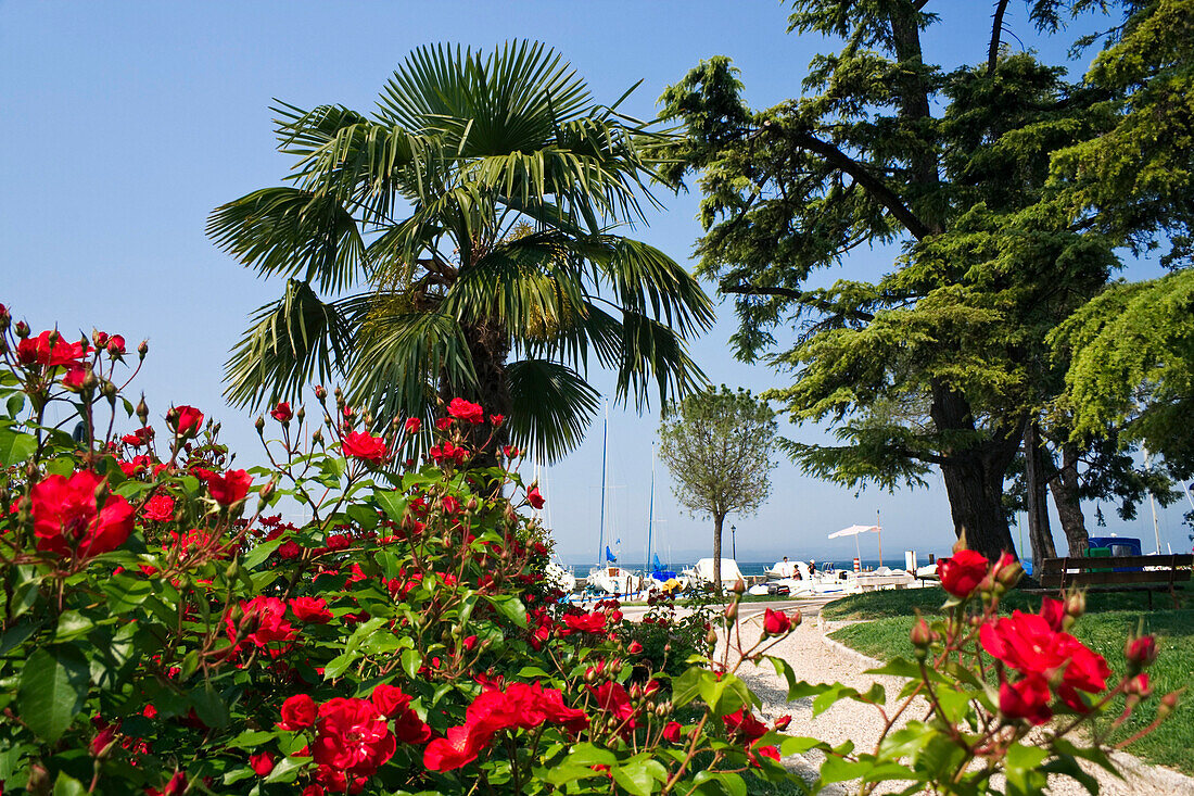 Lazise am Gardasee, Uferpromenade, Italien, Europa