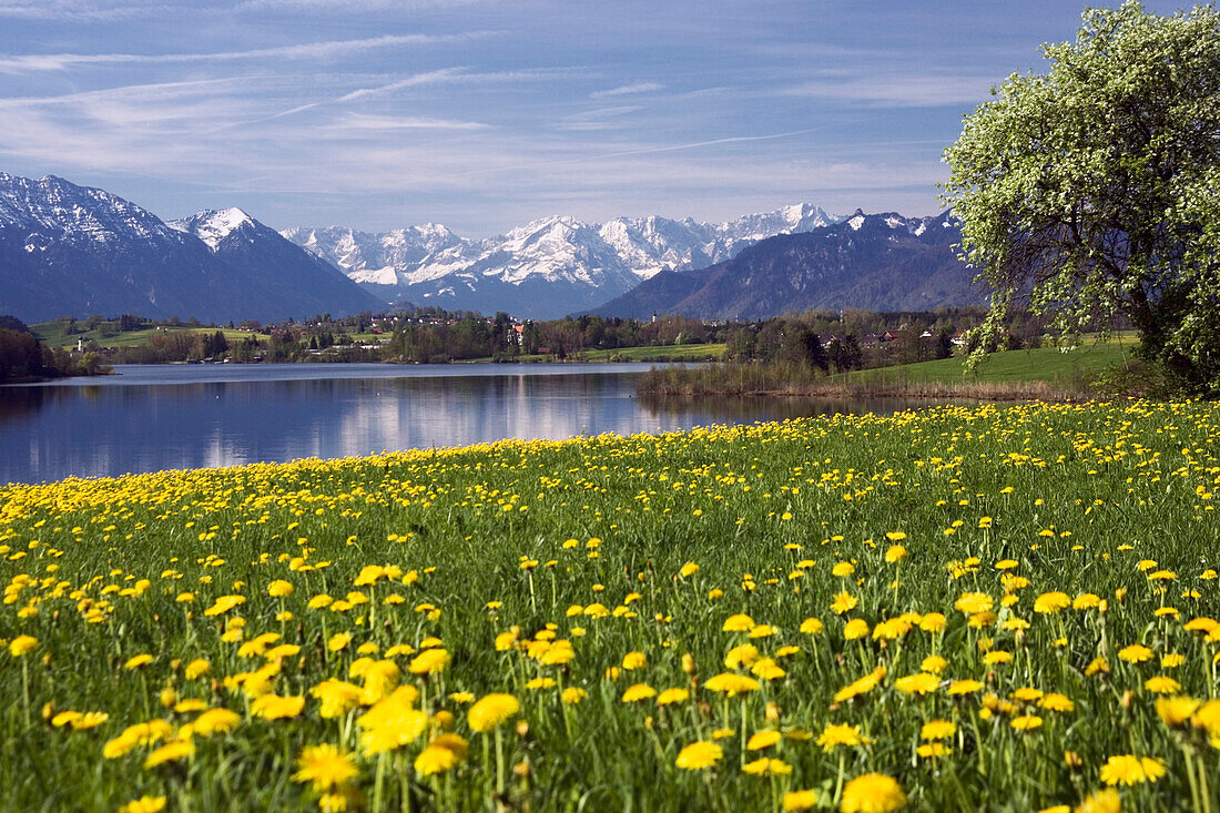 View on lake Riegsee with Wetterstein range in background, Upper Bavaria, Bavaria, Germany