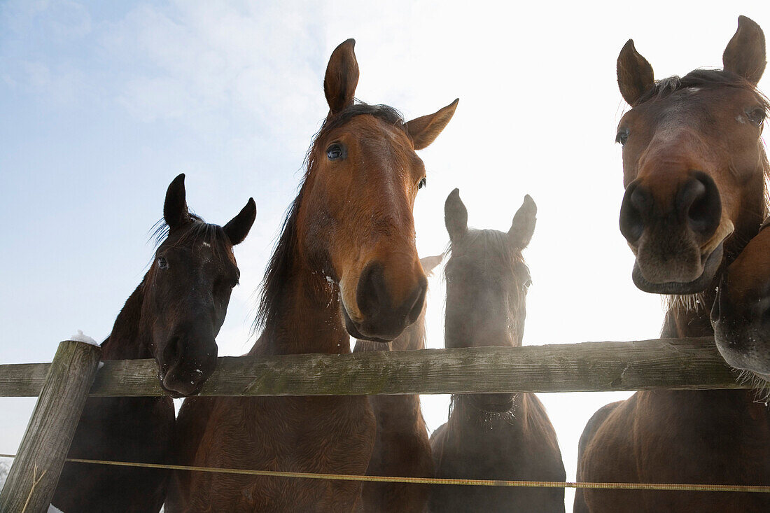 Vier neugierige Pferde, Winter, Deutschland