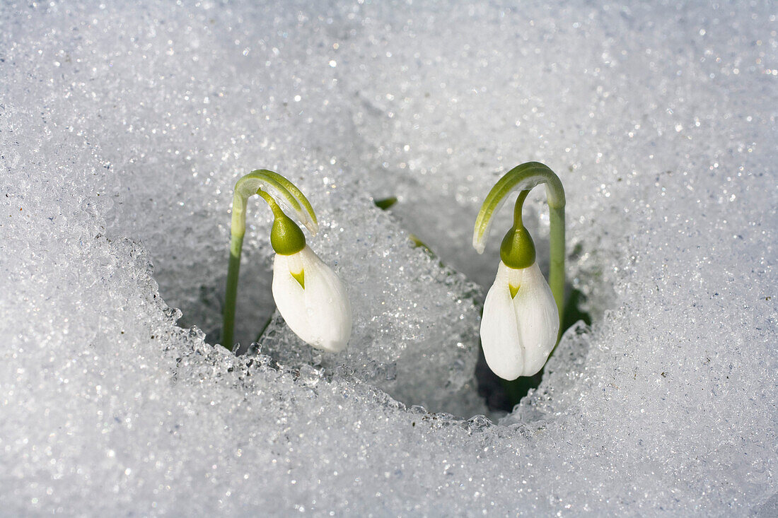 snowdrops in snow, Galanthus nivalis, Germany