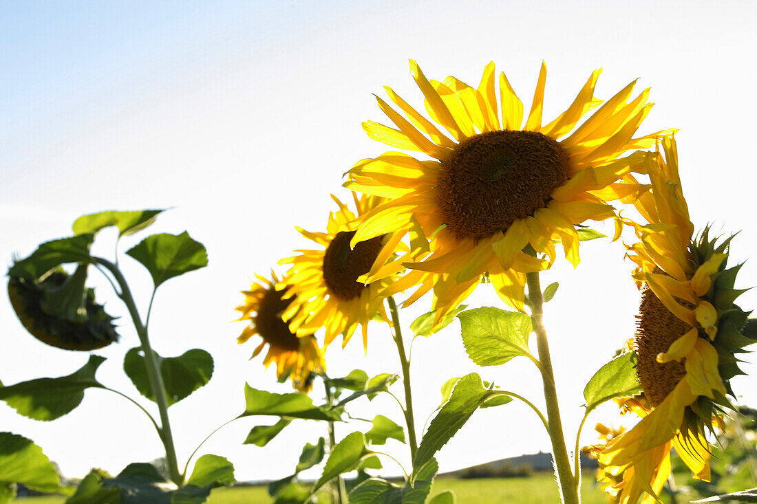 Field of sunflowers, Kaufbeuren, Bavaria, Germany