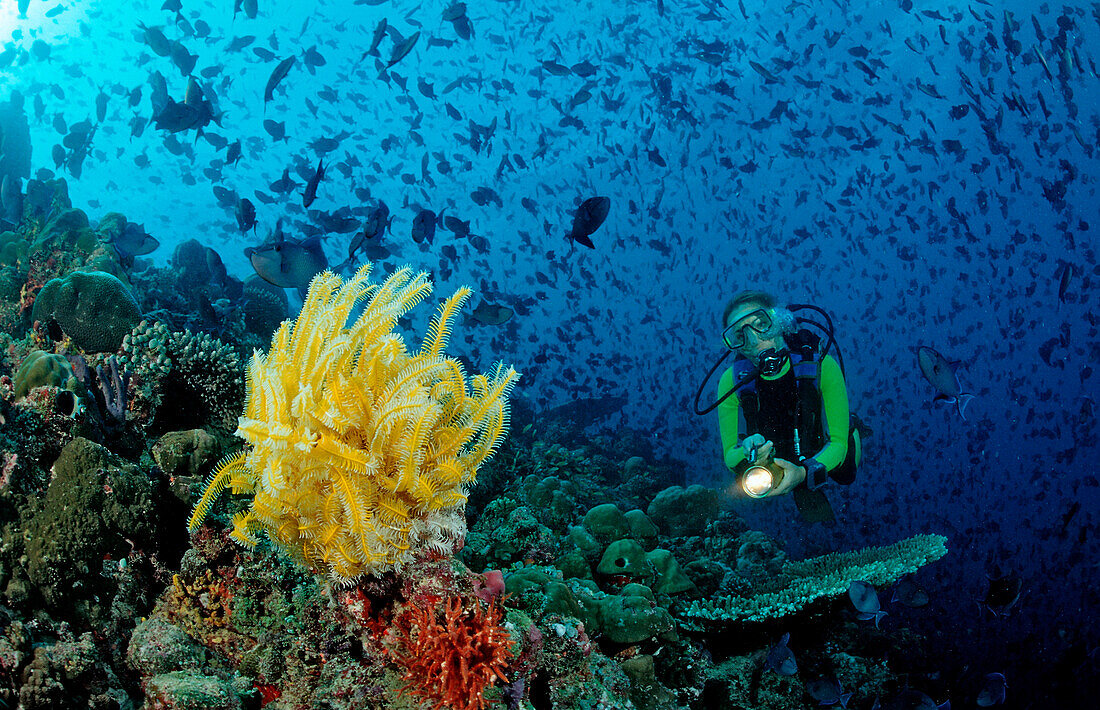 Diver with yellow Crinoid and scholling Redtooth triggerfishes, Odonus niger, Maldives, Indian Ocean, Meemu Atoll