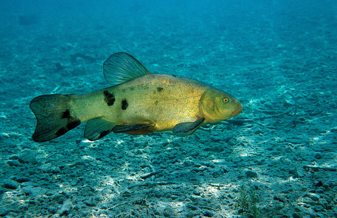 Schleie, Tinca Tinca, Deutschland, Starnberger See, Bayern