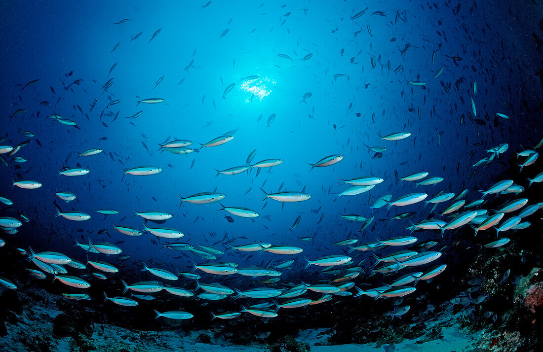 Schooling Neon Fusiliers, Pterocaesio tile, Maldives, Indian Ocean, Meemu Atoll