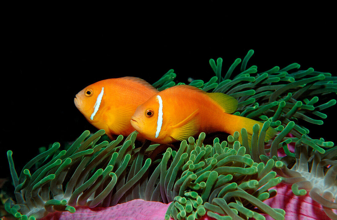 Malediven-Anemonenfische, endemisch, Amphiprion nigripes, Malediven, Indischer Ozean, Meemu Atoll