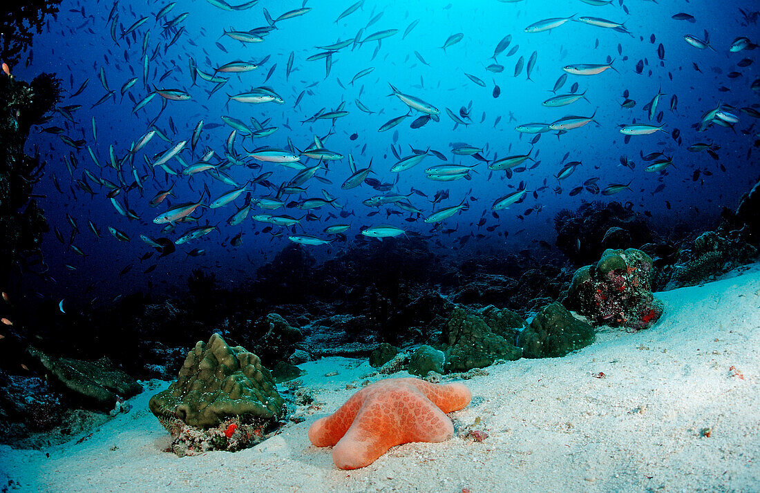 Schooling Neon Fusiliers and Cushion Starfish, Pterocaesio tile, Choriaster granulatus, Maldives, Indian Ocean, Meemu Atoll