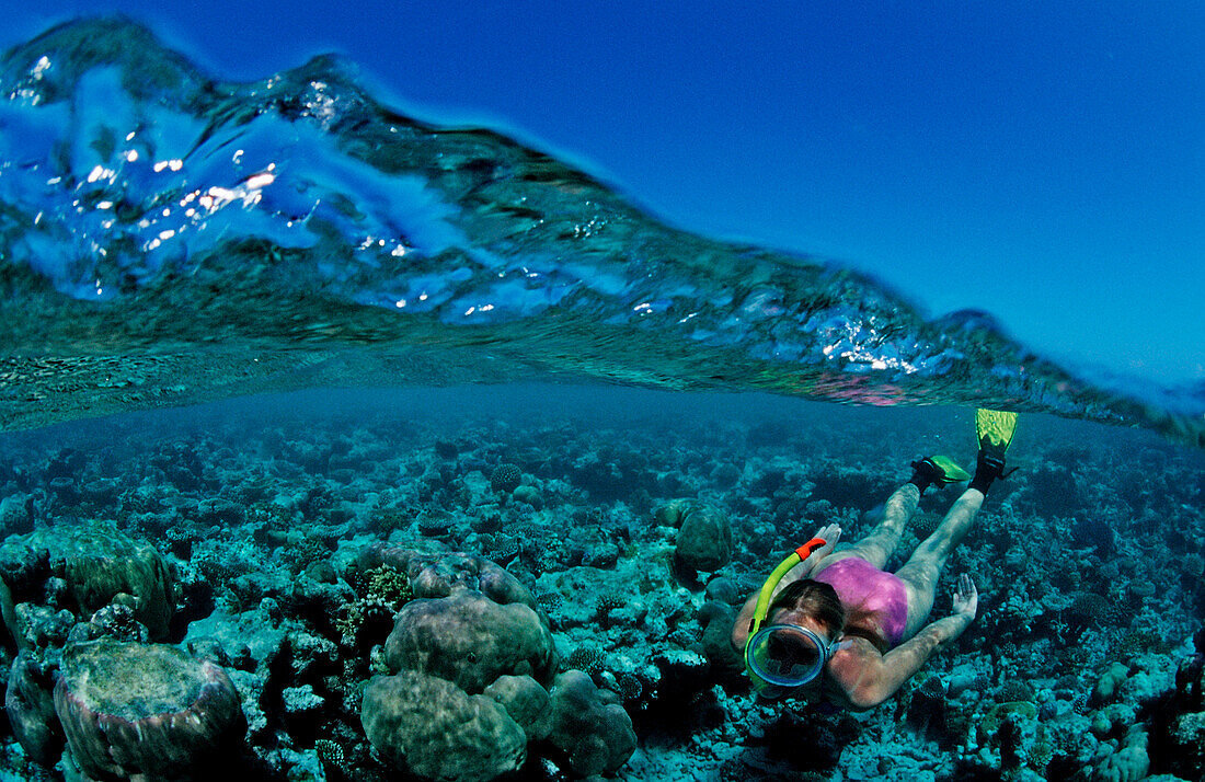 Snorkeling over Coral Reef, Maldives, Indian Ocean, Felidu Atoll